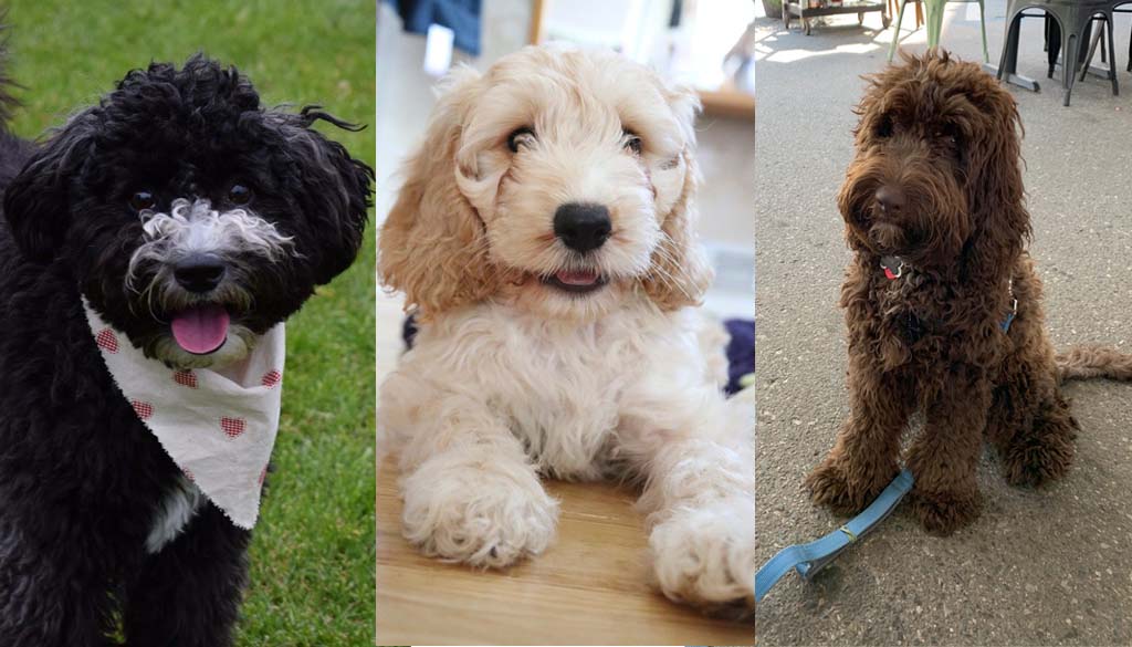 Scapoo Cockapoo, Cavapoo ir kitos „grožybės“